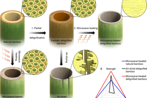 “木頭大王”胡良兵《ACS Nano》：竹子如何“煉”成高性能結(jié)構(gòu)材料？