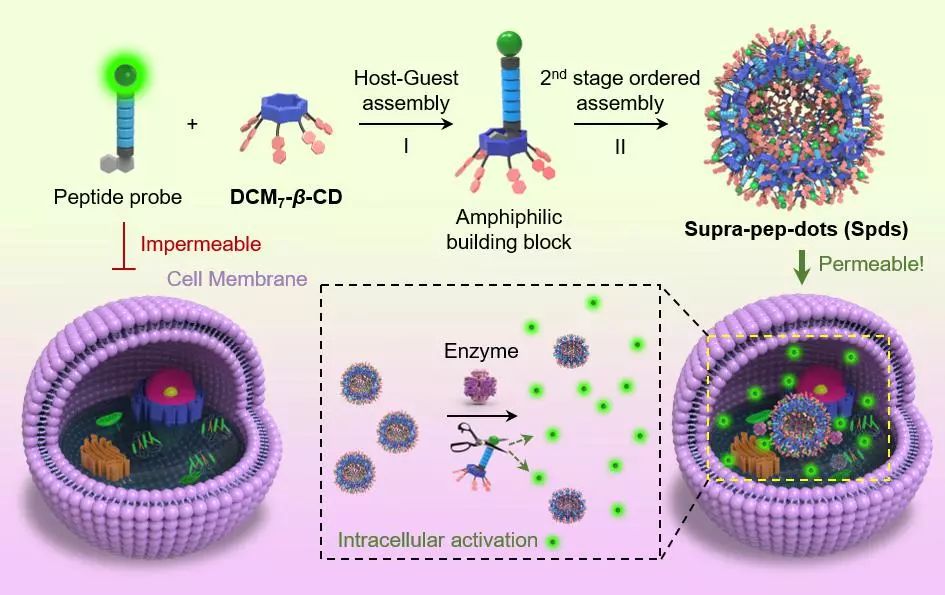 華理賀曉鵬團隊：在非抗生素型抗菌材料、抗菌肽微球領域取得重要進展