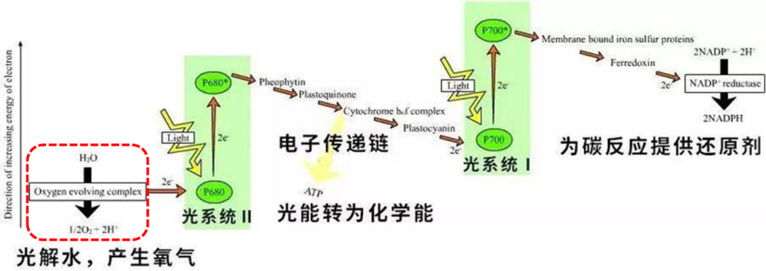 揭秘！光合作用產(chǎn)氧關(guān)鍵步驟原來是這樣