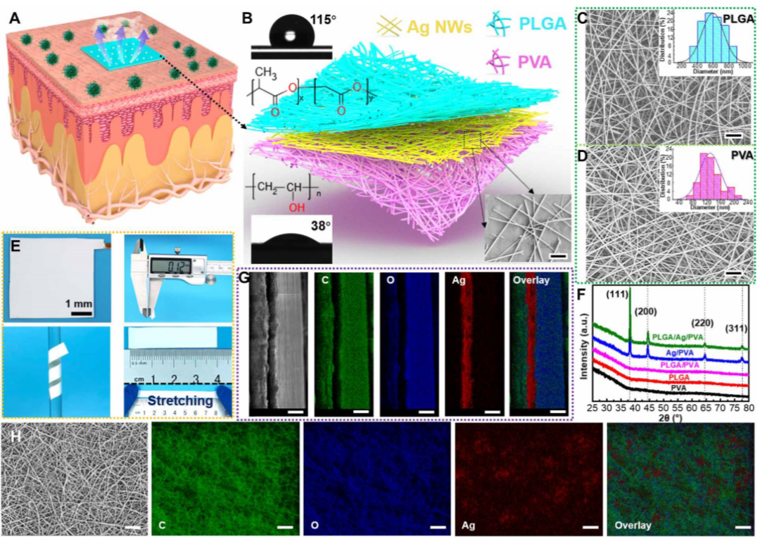 王中林院士團(tuán)隊(duì)《Science》子刊：透氣、抗菌、可降解電子皮膚！