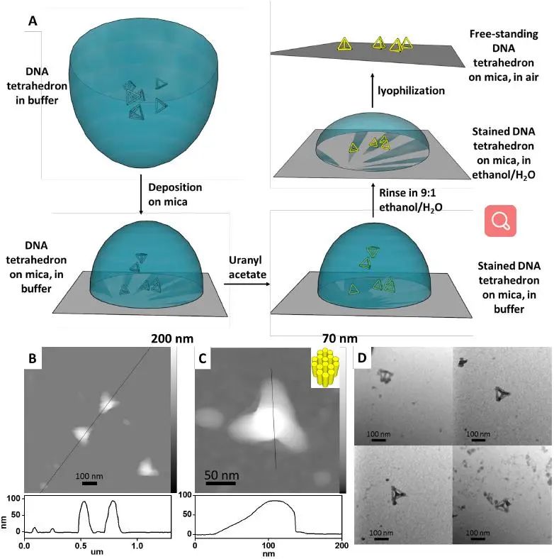 匹茲堡大學(xué)劉海濤/哈佛大學(xué)尹鵬《ACS Nano》：低密度，高強(qiáng)度的3D獨(dú)立DNA納米結(jié)構(gòu)雜化材料