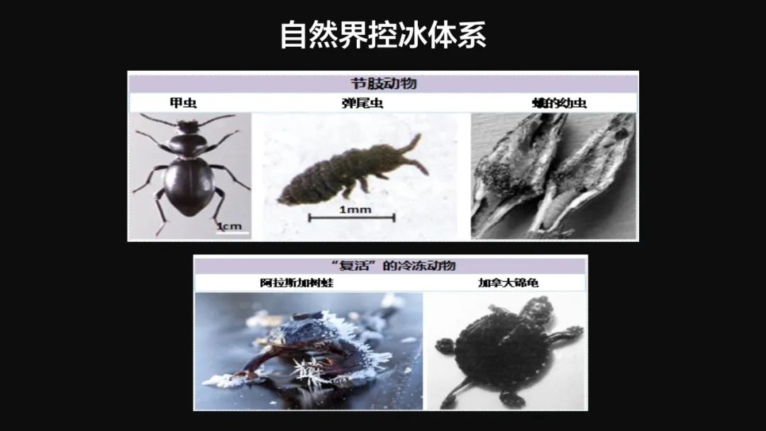 王健君：實(shí)證百年科學(xué)猜想，人體凍存未來可期