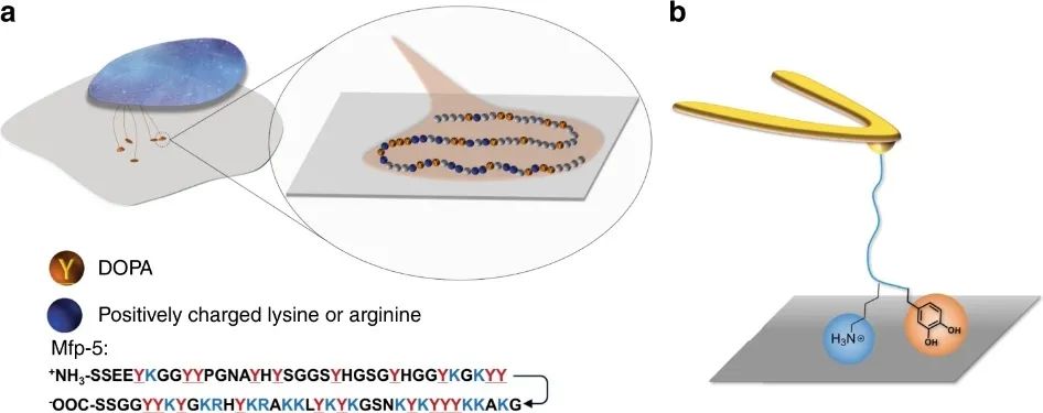 《自然·通訊》：追尋本質(zhì)！探究Lys-DOPA濕粘合劑的分子設(shè)計(jì)原理