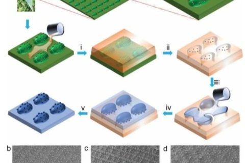 鄭州大學《Mater. Horiz.》：超高應(yīng)變生物基形狀記憶聚合物！