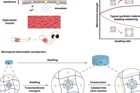 水凝膠溶脹后機械性能反增強？骨骼肌啟發(fā)的溶脹強化水凝膠！