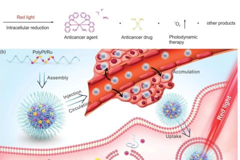 耐藥腫瘤不可怕！雙響應(yīng)Pt(IV)/Ru(II)雙金屬聚合物殺死耐順鉑腫瘤