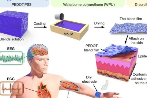新加坡國立大學歐陽建勇、任洪亮：可拉伸自粘附純有機干電極用于長期穩(wěn)定檢測人體表皮生物電信號