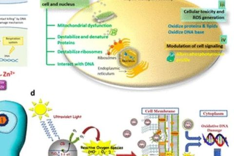 《ACS Nano》綜述：抗菌、抗病毒納米材料和涂層的現(xiàn)狀和未來展望